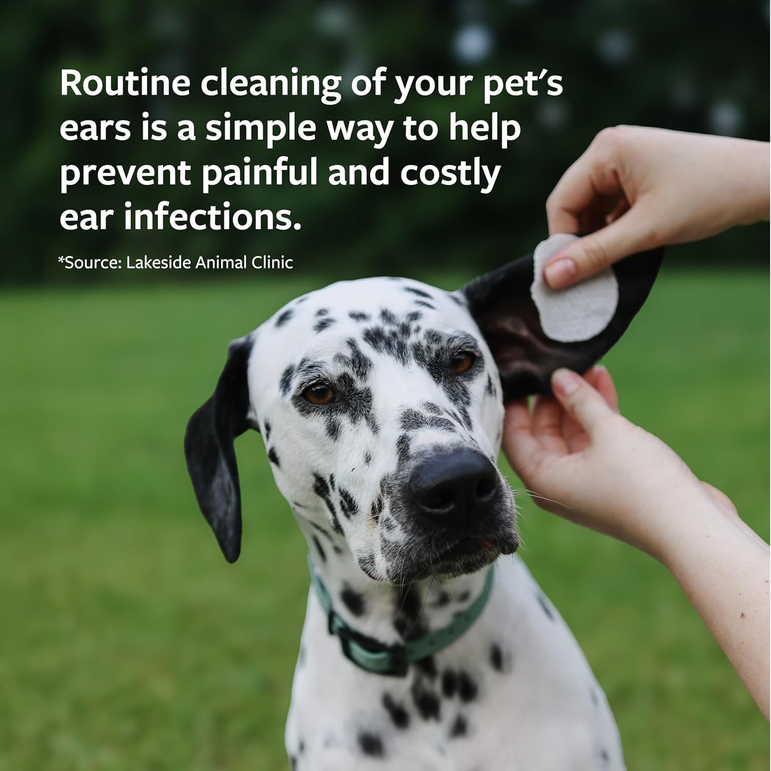 Using Veterinary Formula ear wipes on a dog