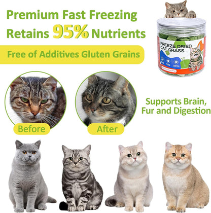 Cat enjoying a crunchy high fiber chicken breast snack for dental care