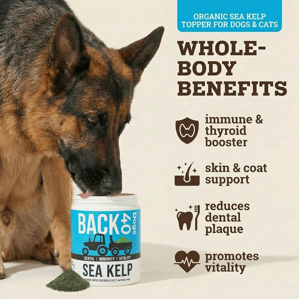 Back 40 Dogs kelp supplement powder texture and color