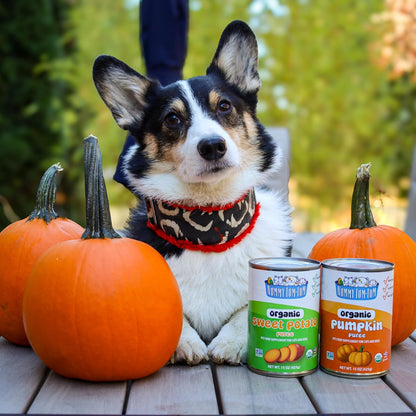 Nummy Tum Tum USDA certified organic canned pumpkin for cats back label.