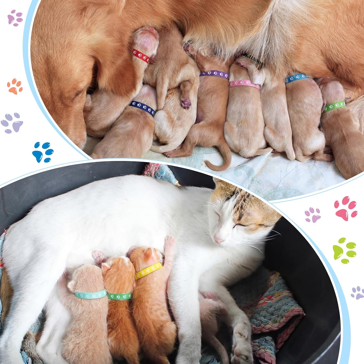 Frienda durable polyester puppy ID bands demonstrating flexible premium fabric quality