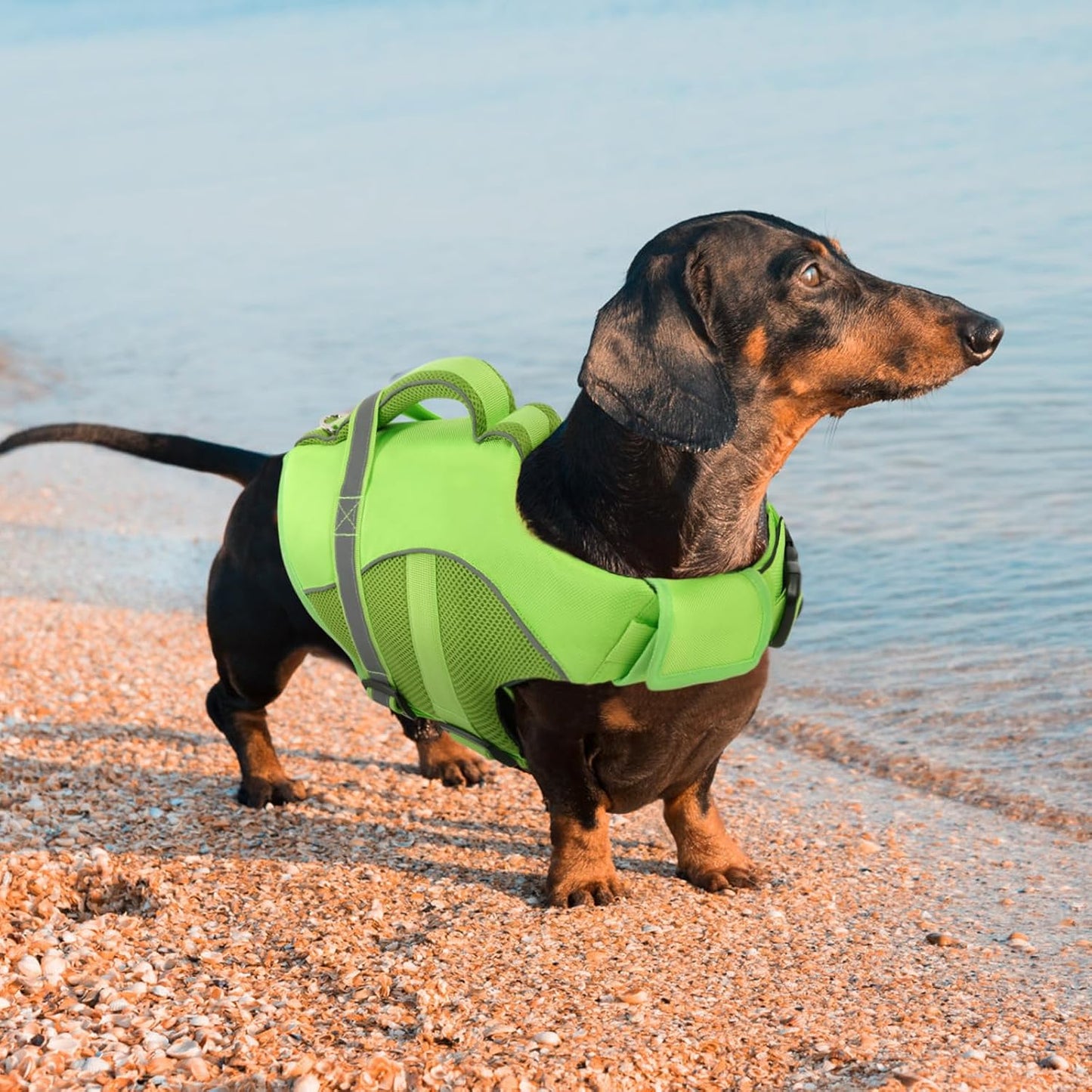 Queenmore adjustable dog life preserver premium packaging and size chart view