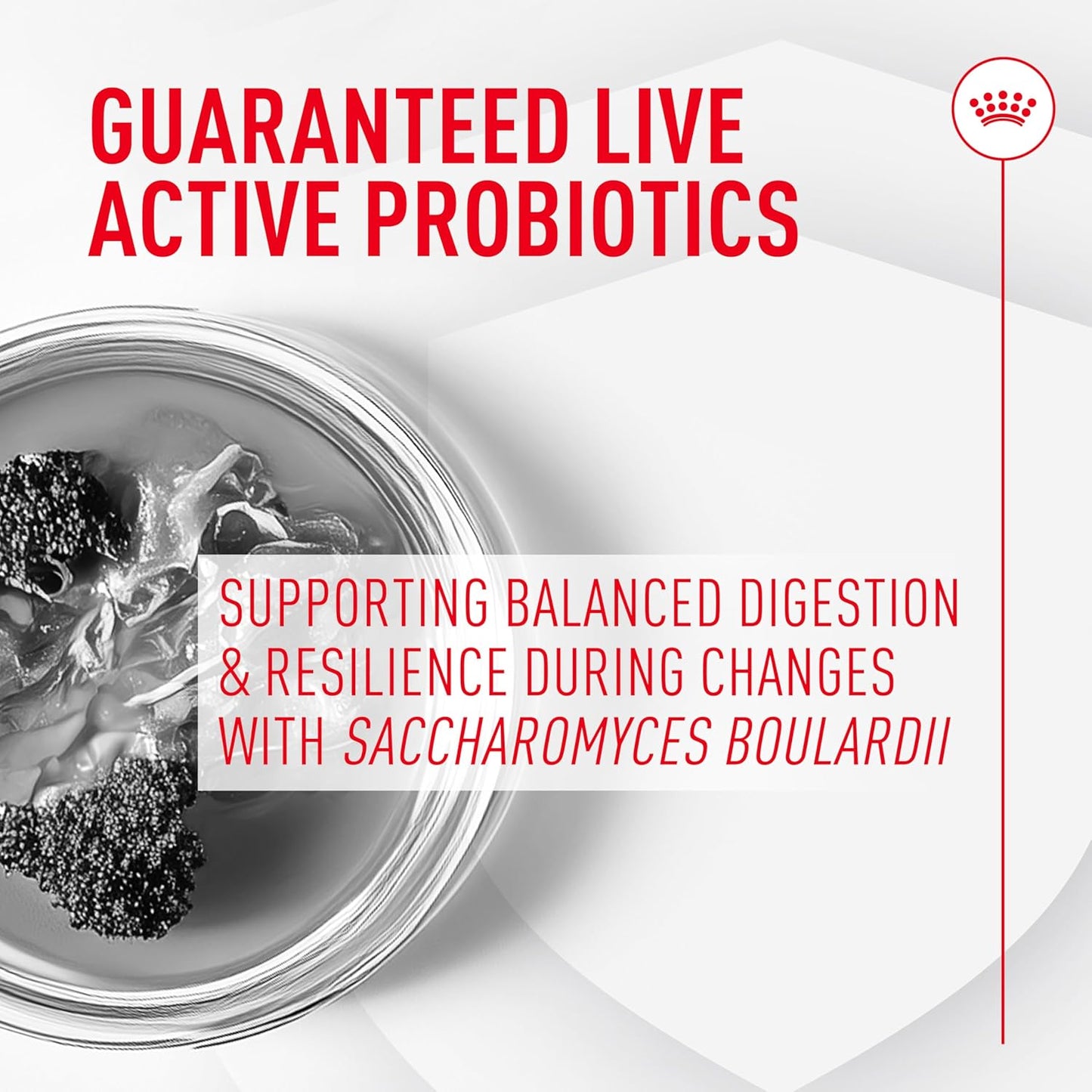 Premium imported Royal Canin digestive supplement for dogs of all ages