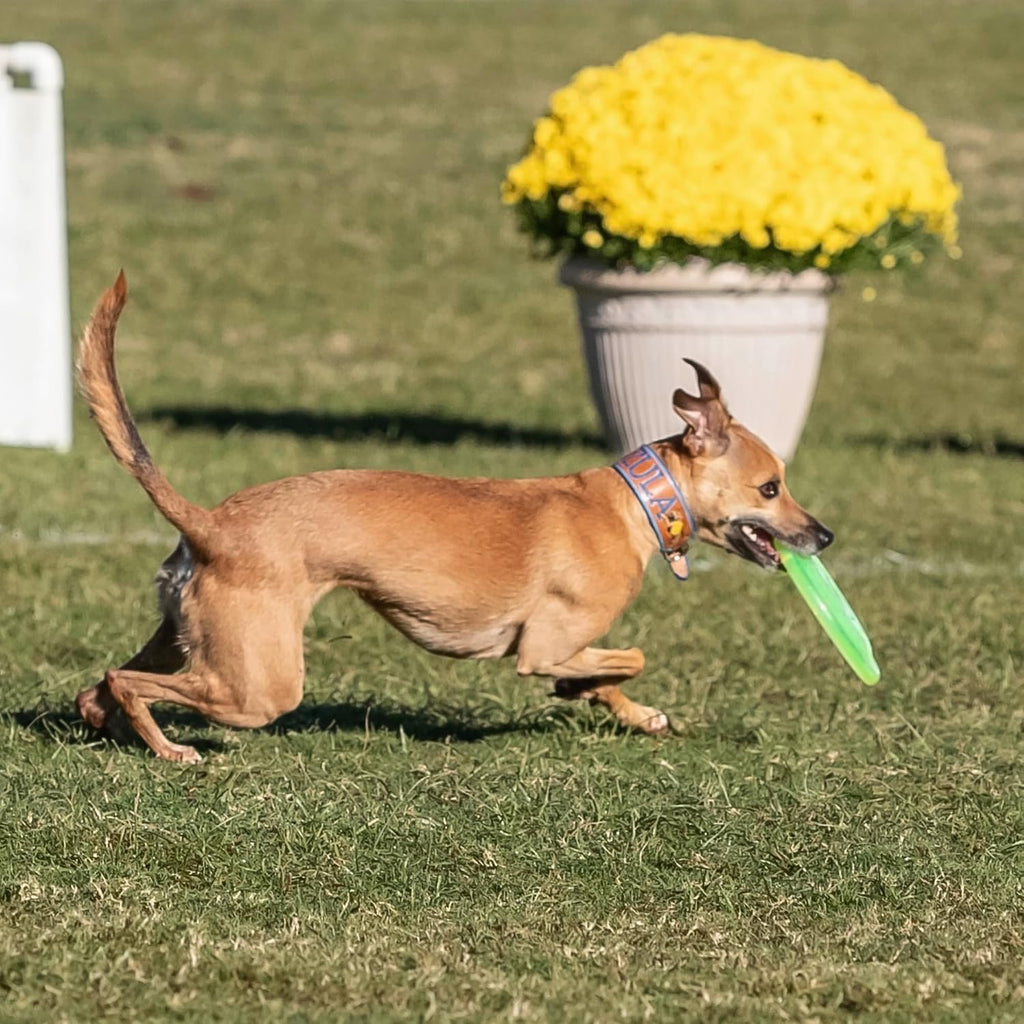 Hyperflite Pup Jawz Puncture Resistant Dog Flying Disc, Small Dogs | Puncture Resistant, Competition Approved | 7-inch, 90g | Small Dogs | Yellow - Image 9