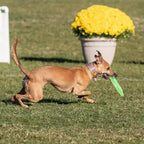 Hyperflite Pup Jawz Puncture Resistant Dog Flying Disc, Small Dogs | Puncture Resistant, Competition Approved | 7-inch, 90g | Small Dogs | Yellow - Image 9