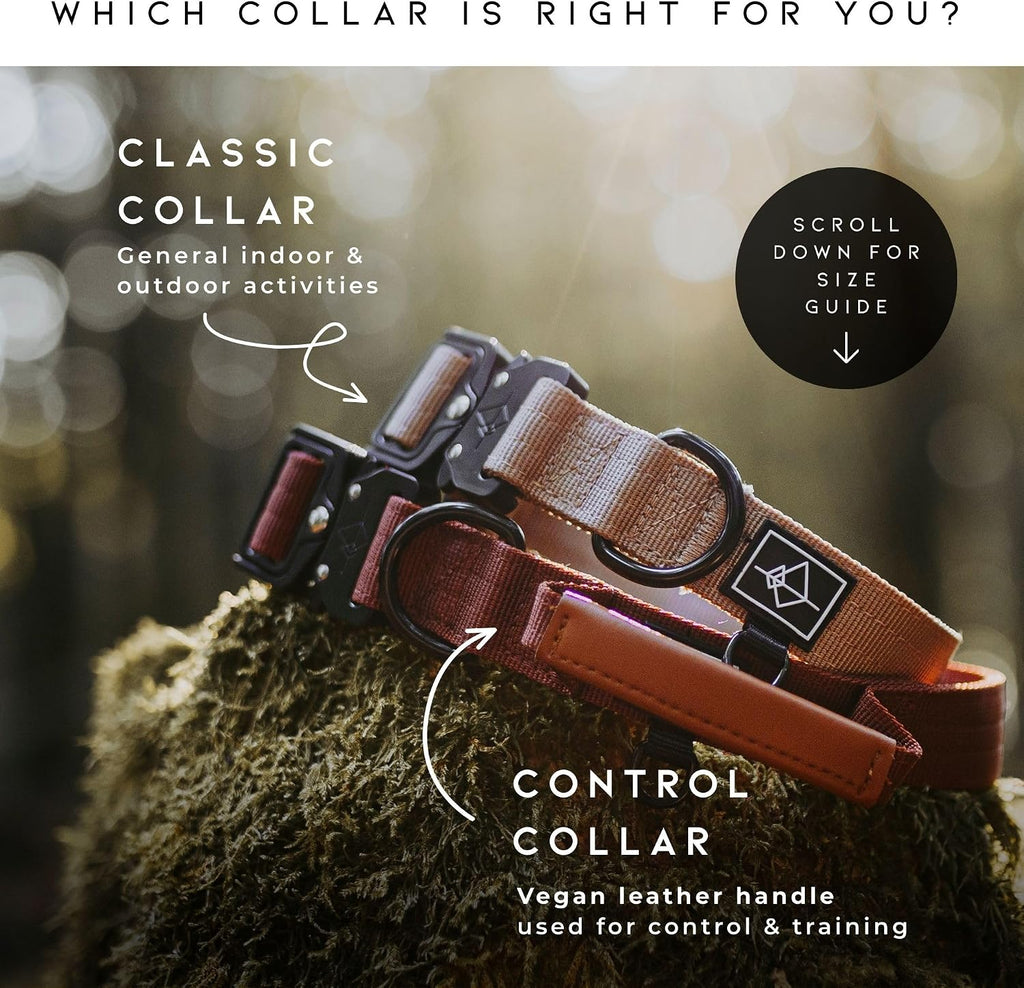Dog collar showing separate D-ring for ID tags