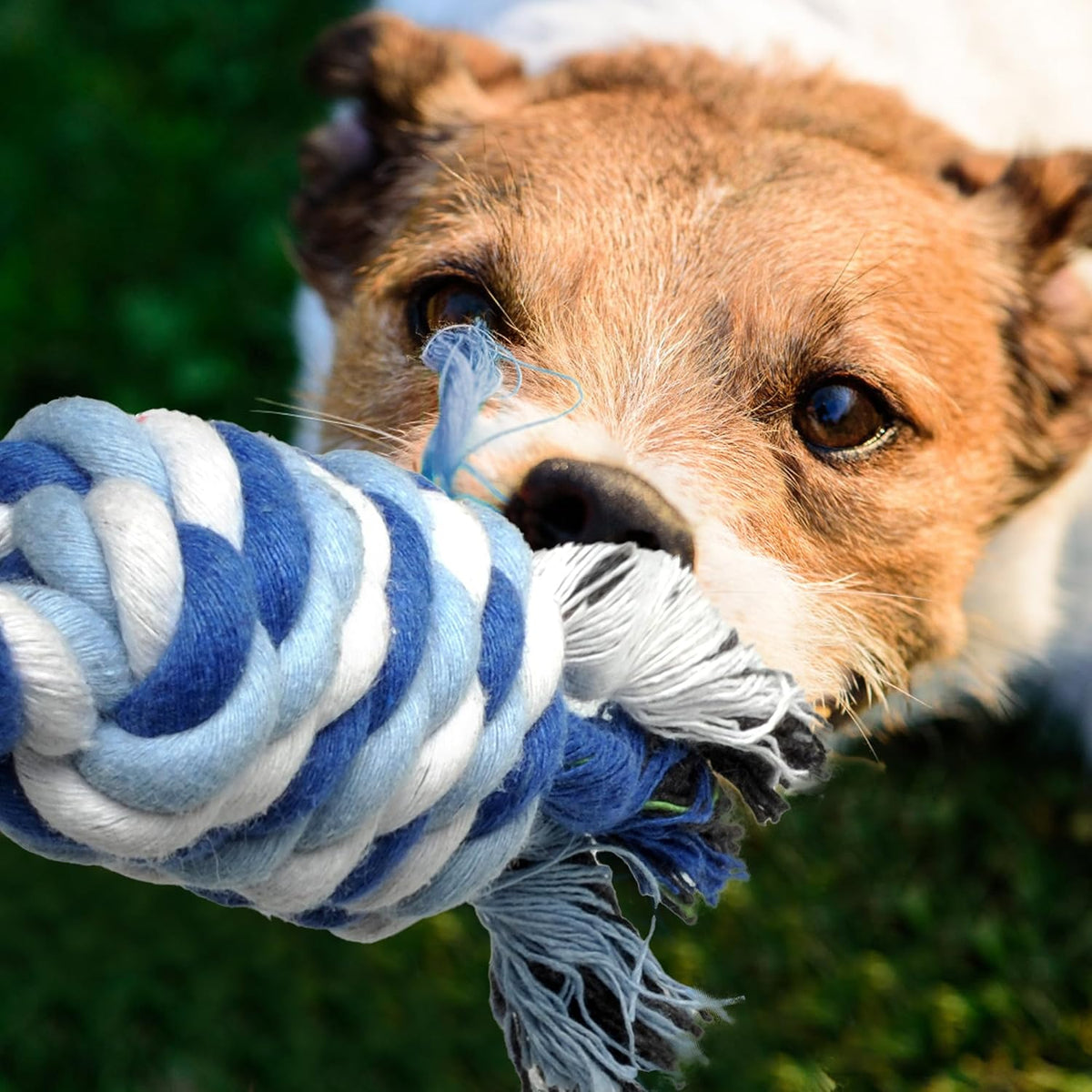 TwoEar interactive puppy tug of war dog toys for boredom relief laid out on a clean surface