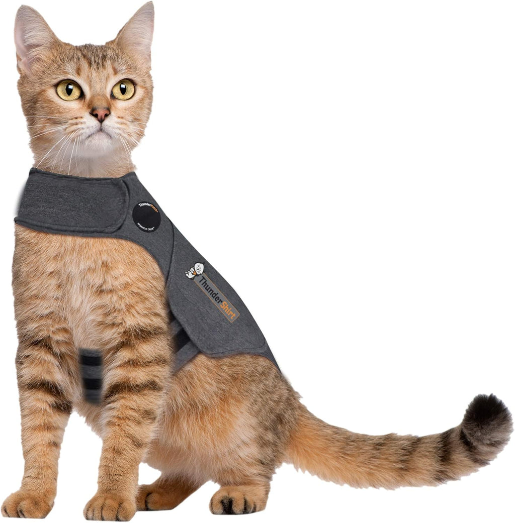 Cat wearing Thundershirt Classic anxiety vest for calming pressure