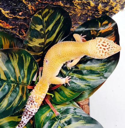 Top view of artificial plant for crested gecko tank