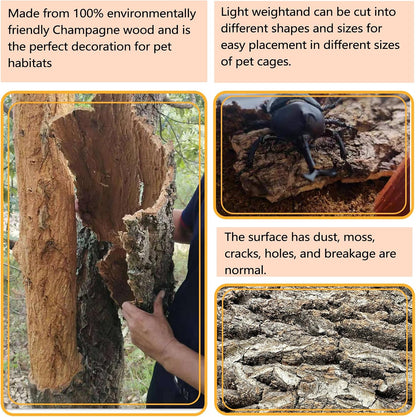 Bearded dragon climbing up a rugged natural cork bark wall decoration inside a habitat.
