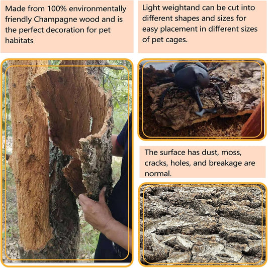 Bearded dragon climbing up a rugged natural cork bark wall decoration inside a habitat.