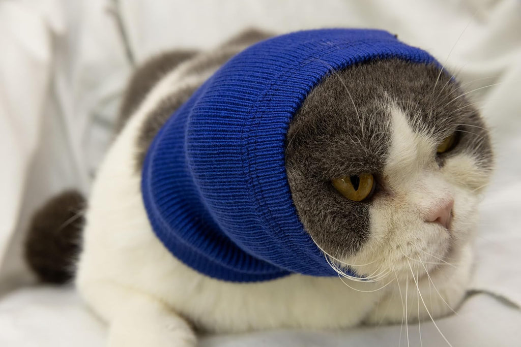 Cat in blue hematoma ear wrap resting comfortably
