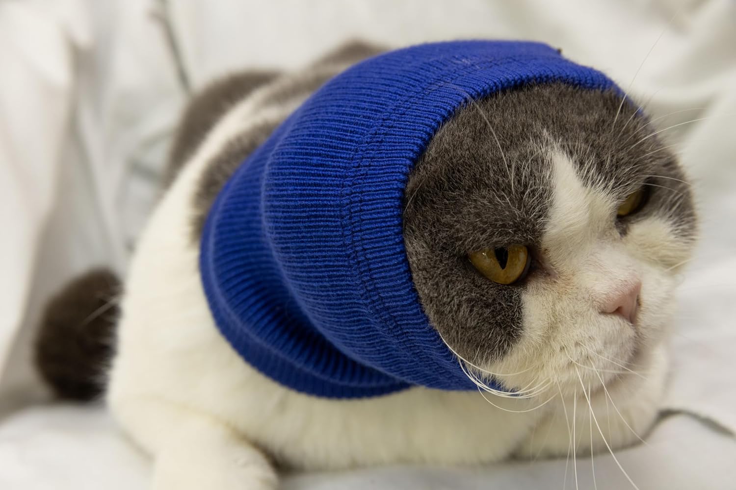 Cat in blue hematoma ear wrap resting comfortably