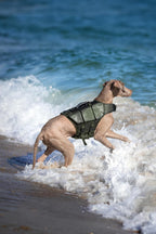 Noah And Paw imported pet flotation gear on a dog back view
