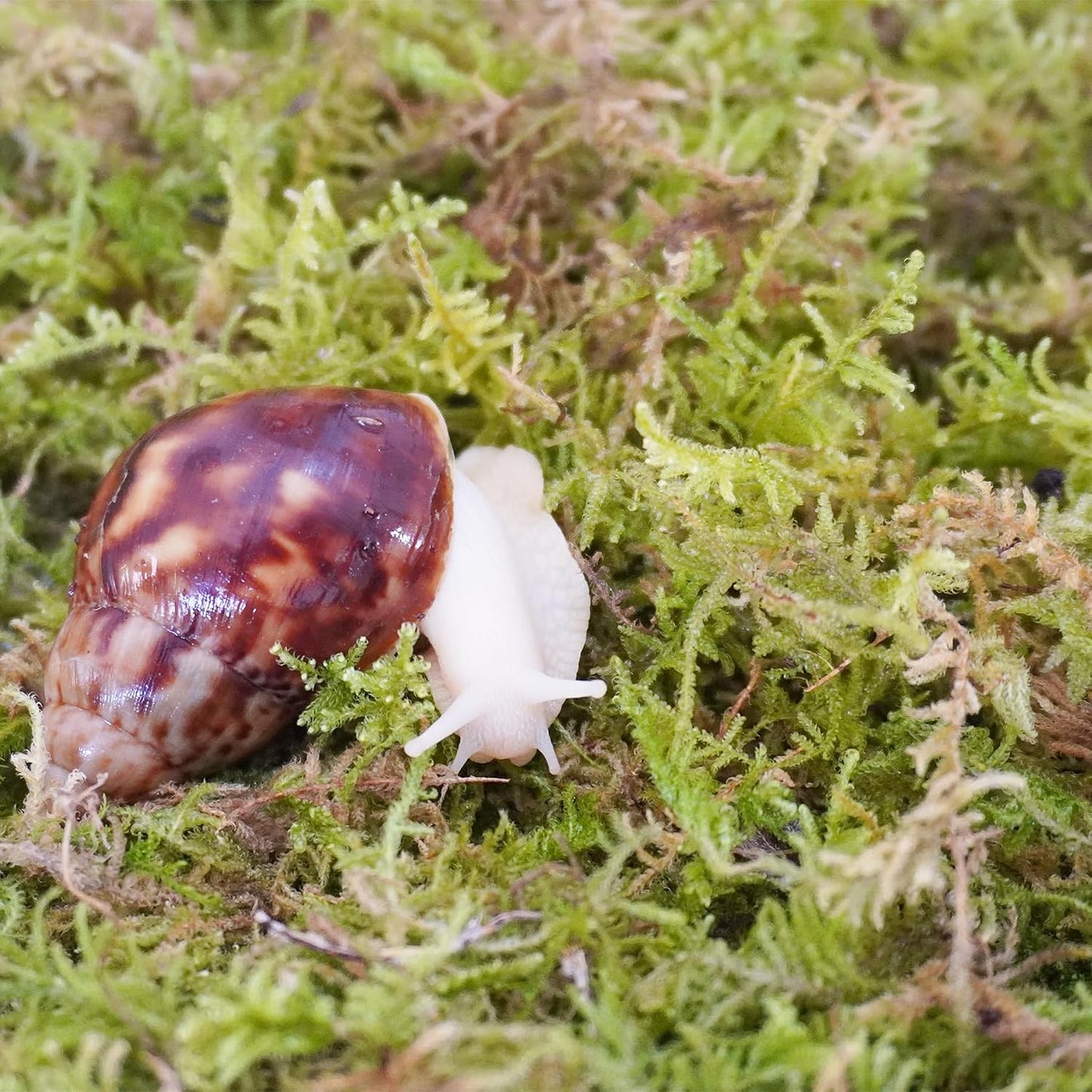All natural pet snail moss bedding inside a clean terrarium enclosure