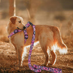 Side profile of adjustable straps on QQPETS dog harness