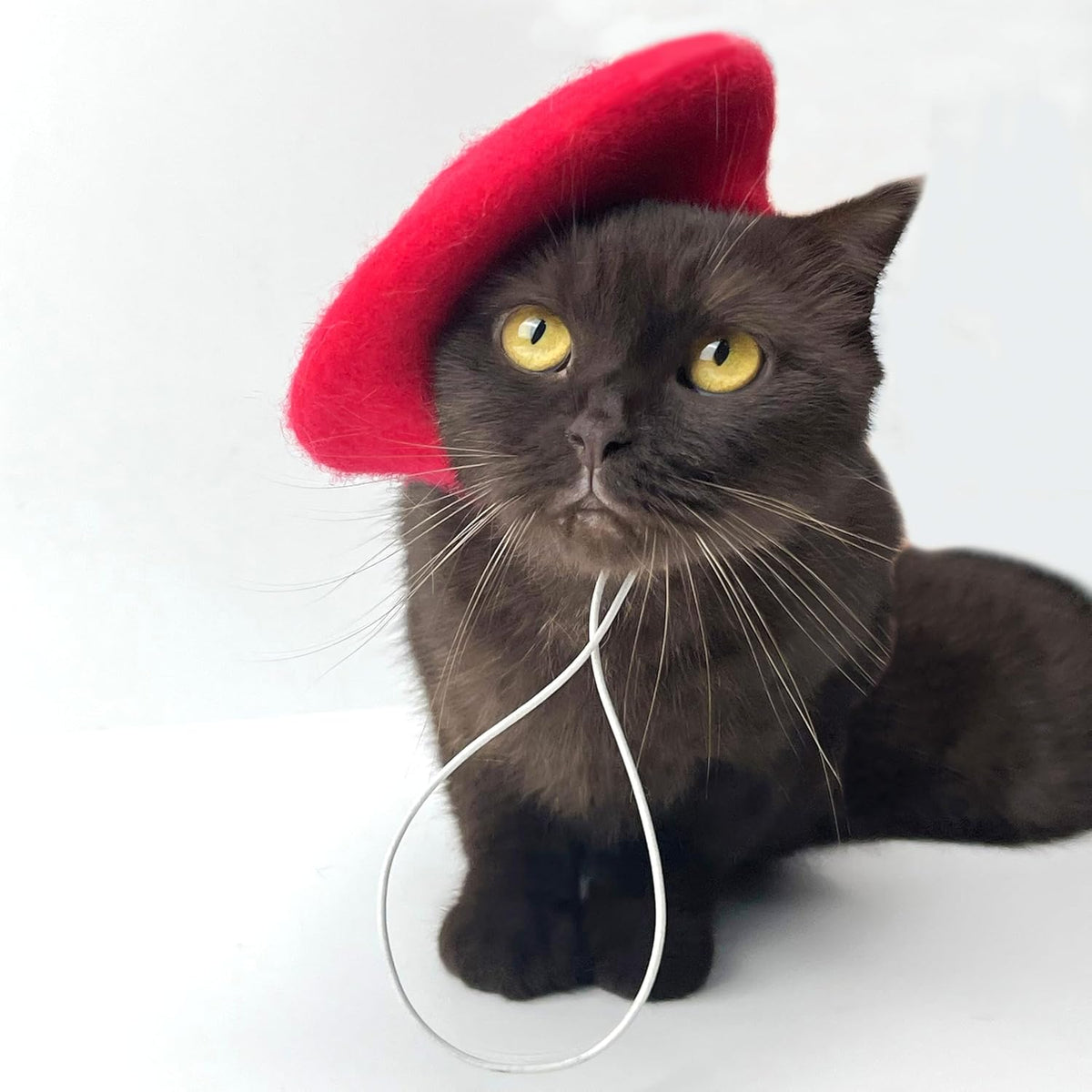 Side view of cat wearing colorful wool mini cap