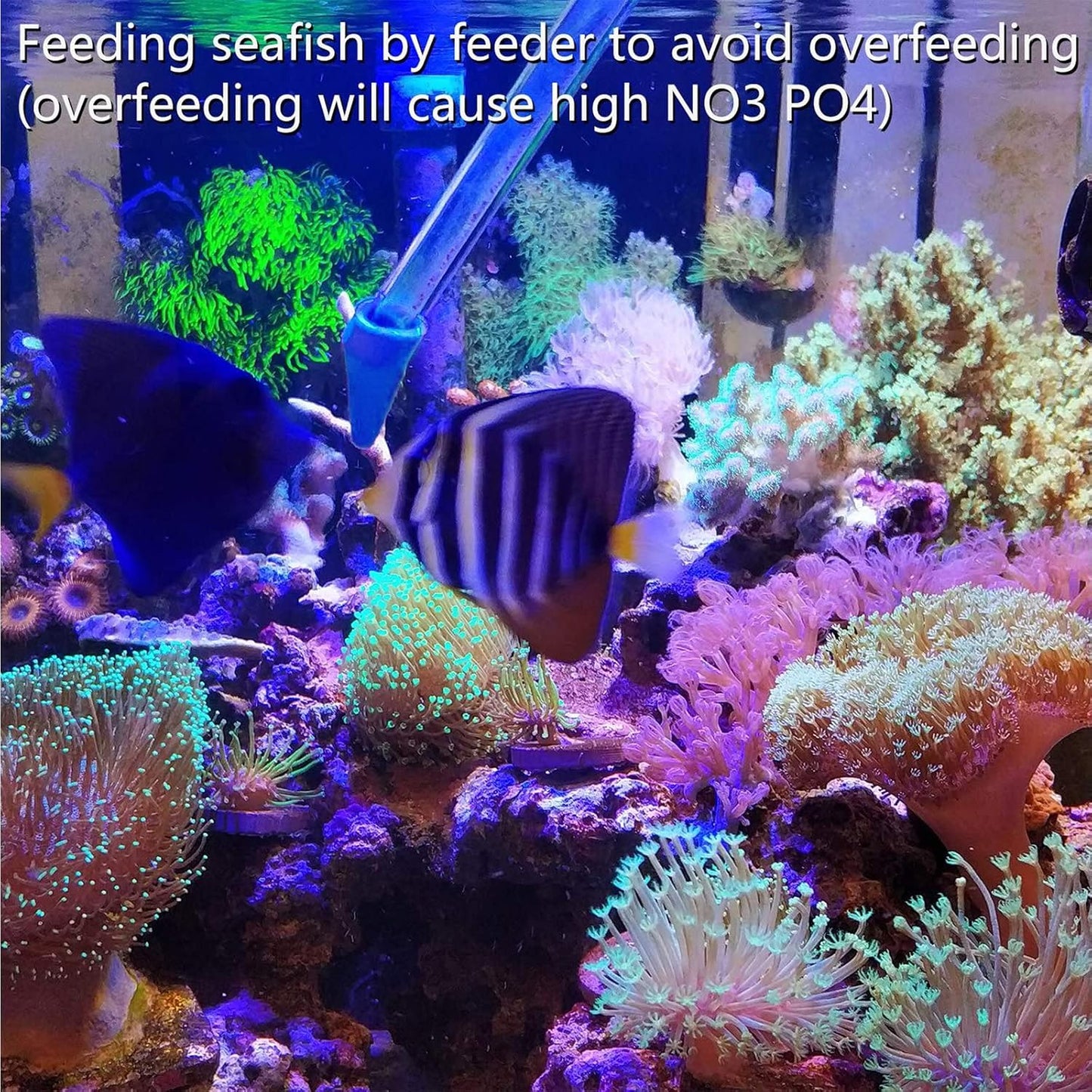Aquarium Choice target feeder for SPS HPS corals showing detachable parts.