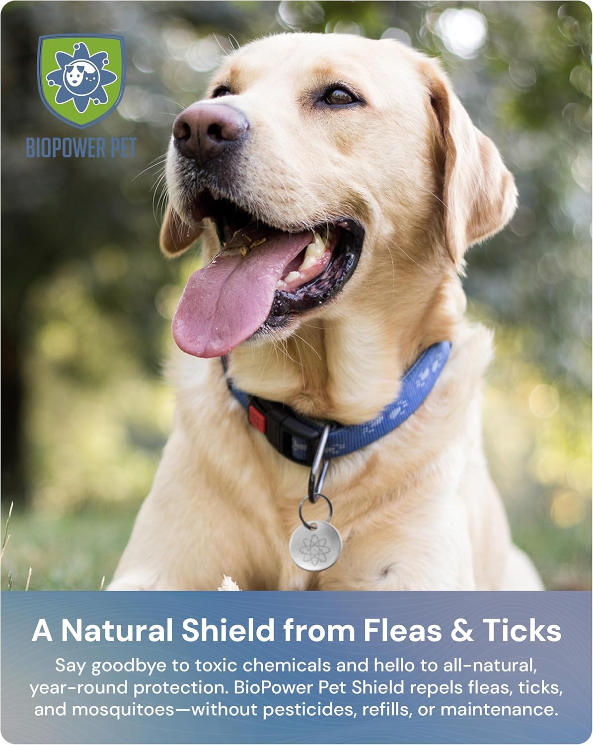 Stainless steel BioPower Pet Shield pendant on a dog collar