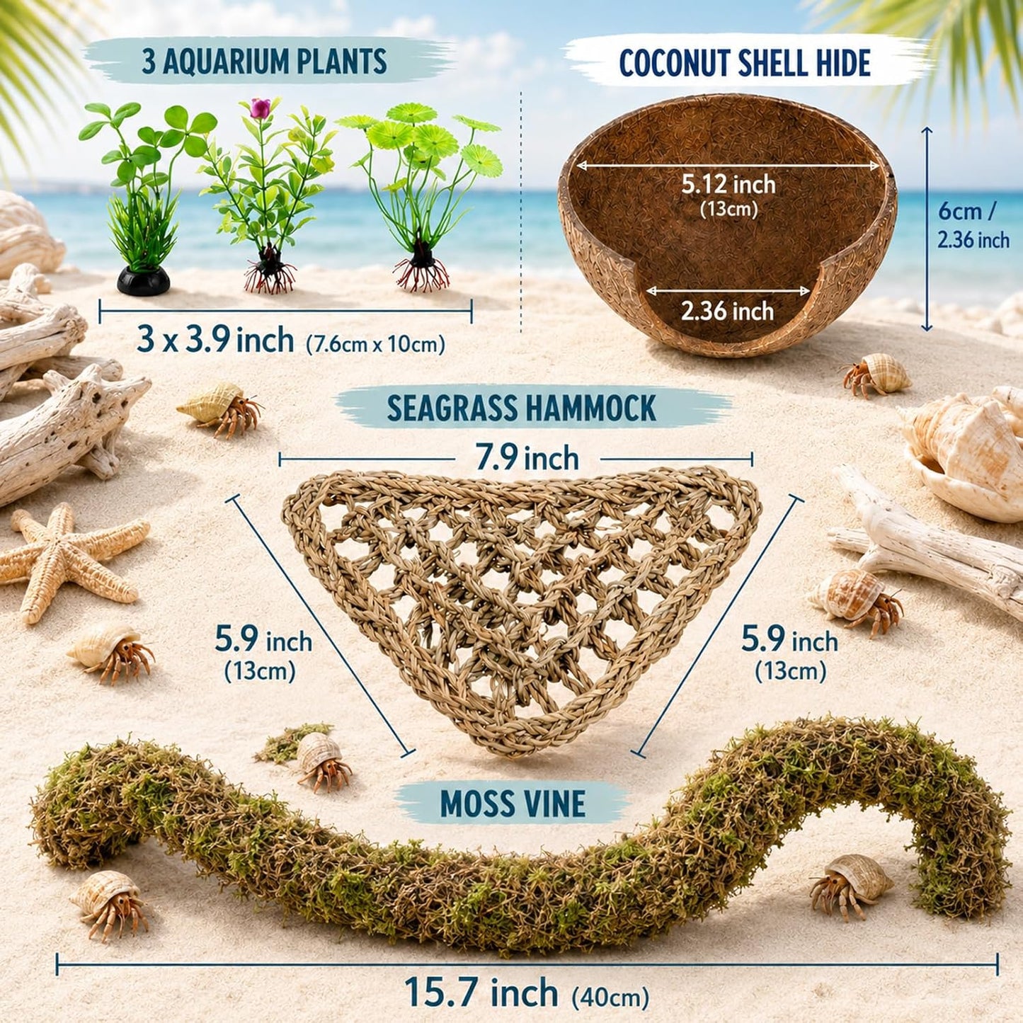 Hermit crab exploring the coconut shell hideout