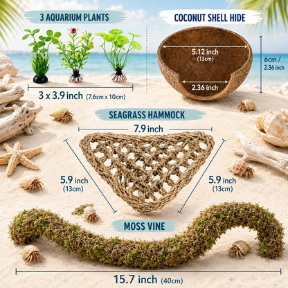 Hermit crab exploring the coconut shell hideout