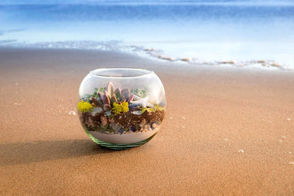 Succulent plant with SuperMoss decorative sand top dressing