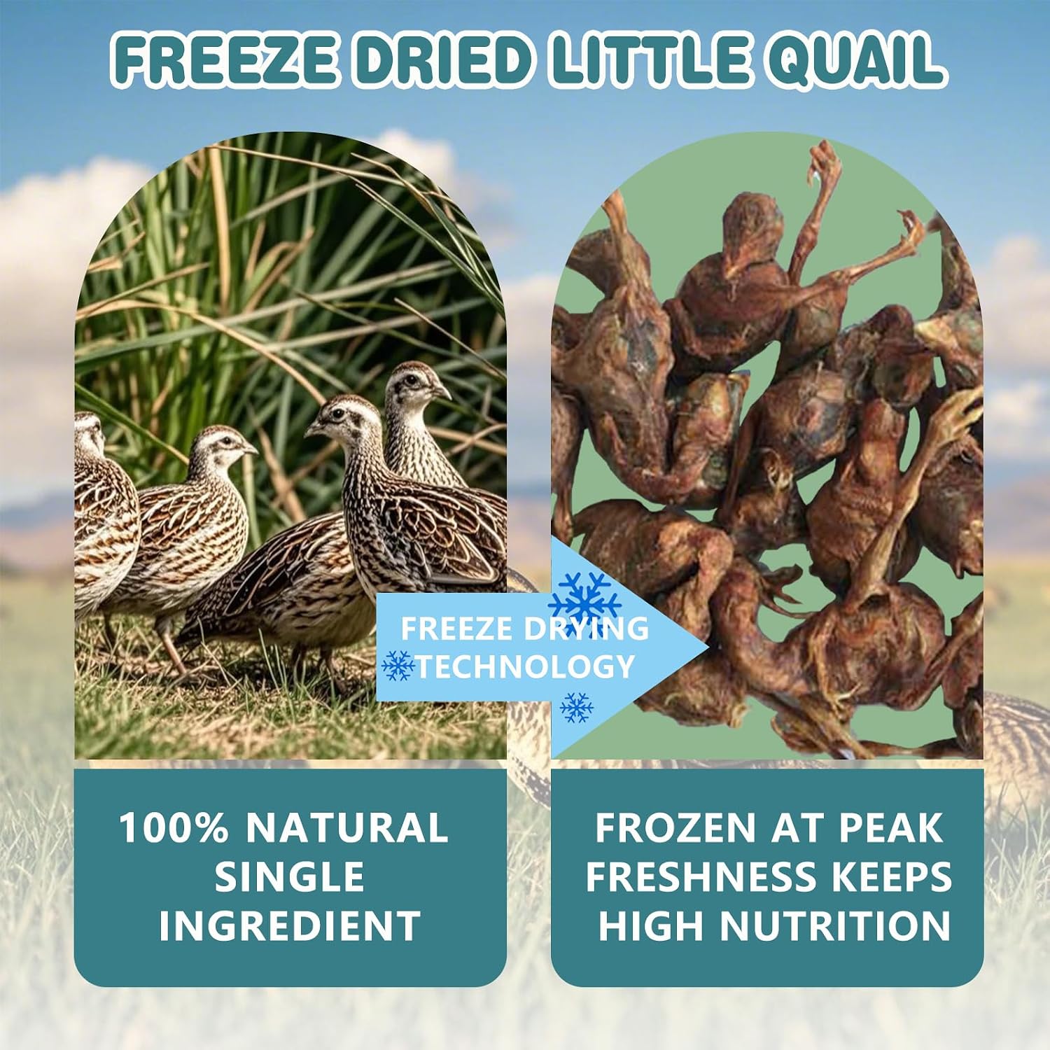 Close up view of freeze dried little quail nutritional training rewards for puppies and kittens