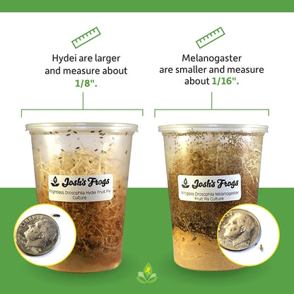 Drosophila hydei feeder culture container with nutrient media base for exotic pet food