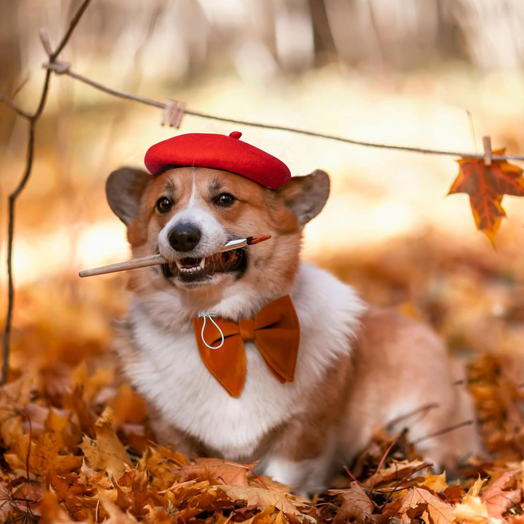 Cute pet wearing red artist beret for Christmas holiday photo