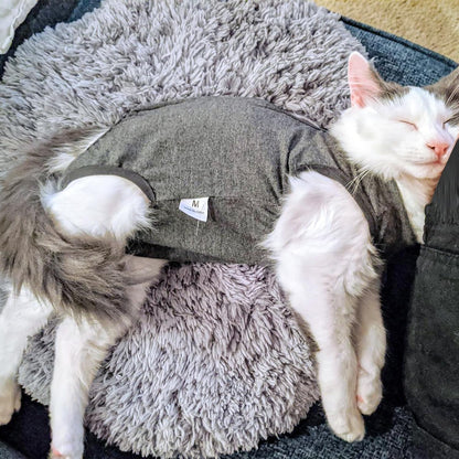 Doton cone alternative apparel protecting a cat abdominal wound area.