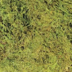 Zoo Med terrarium moss texture and color