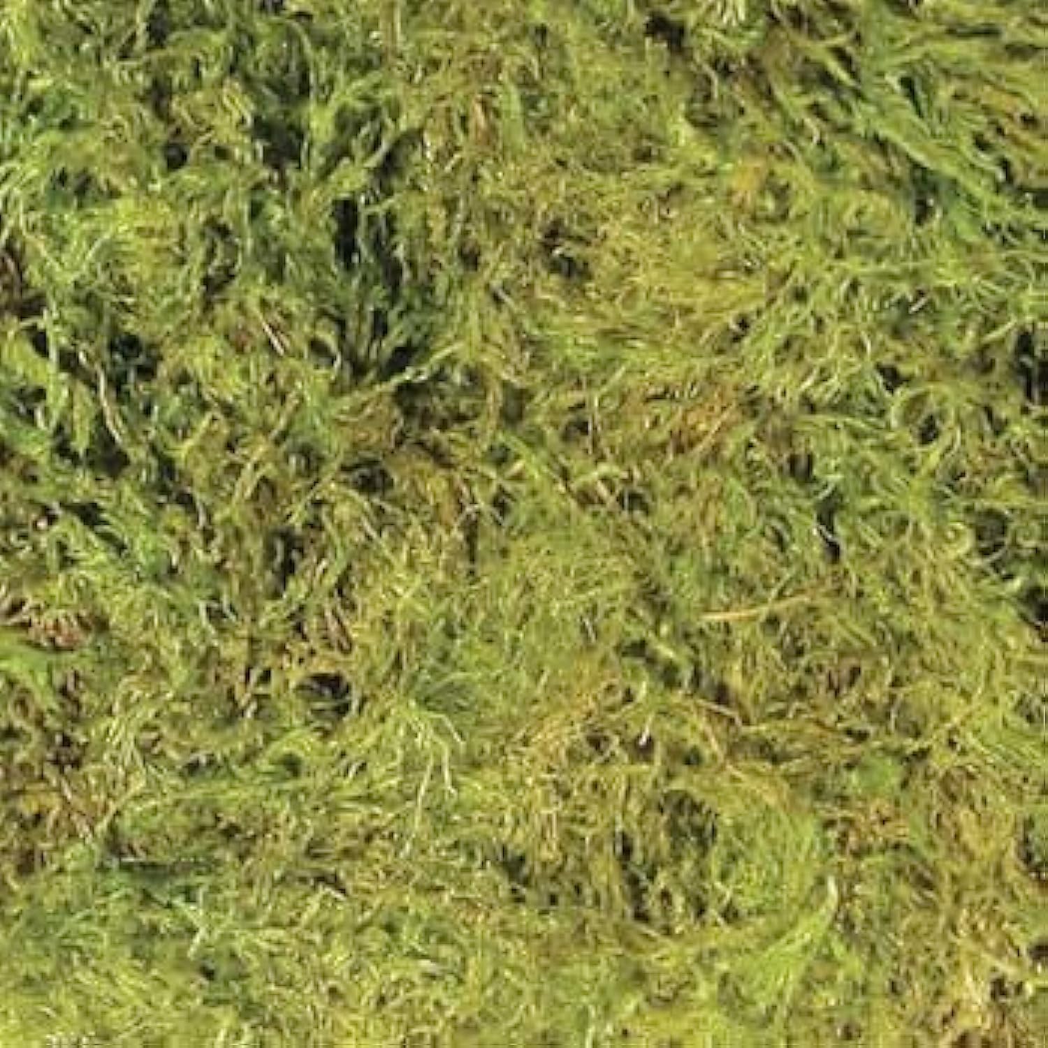Zoo Med authentic imported frog moss being used as a decorative vivarium accent layer