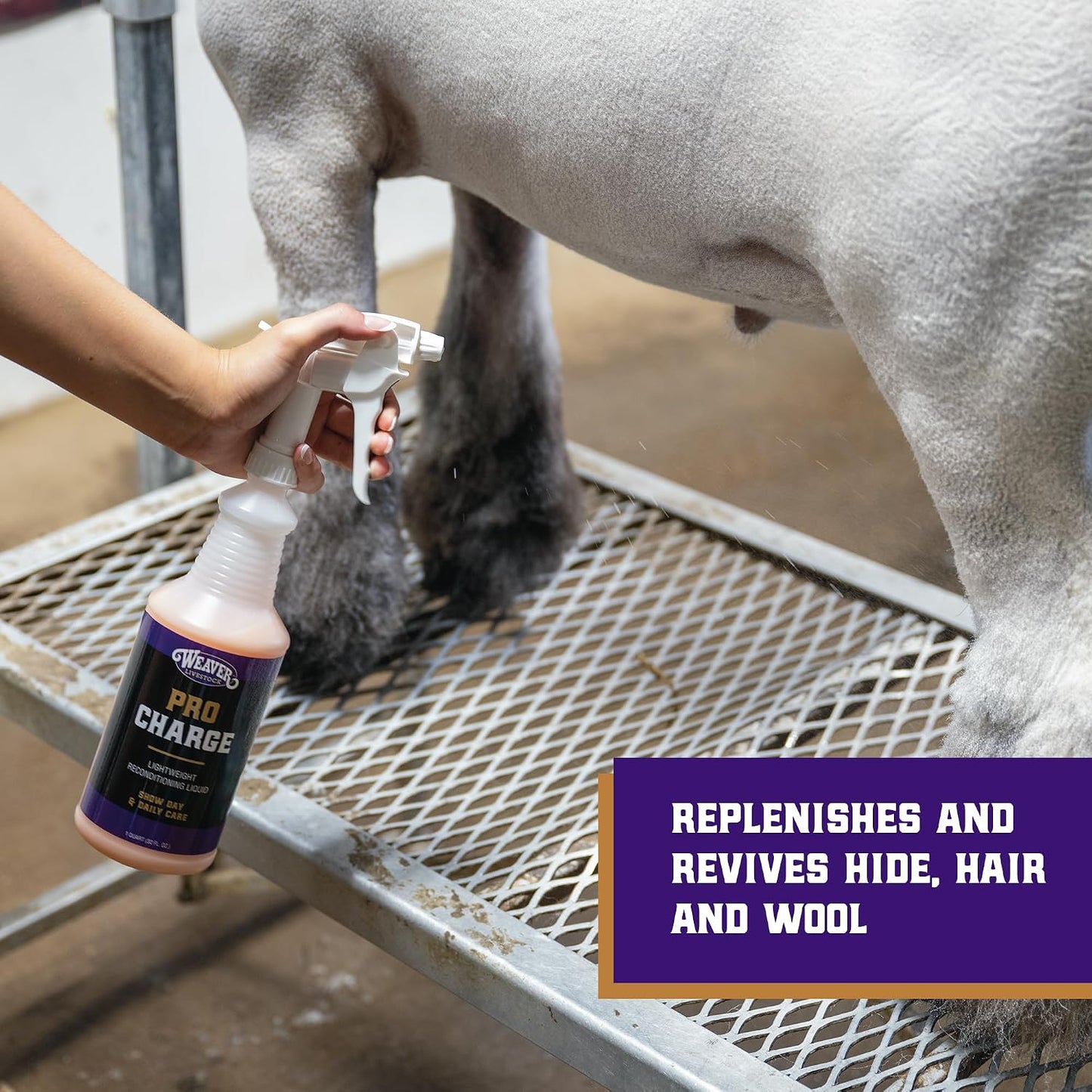 Weaver Livestock ProCharge conditioner for livestock hide hair and wool restoration