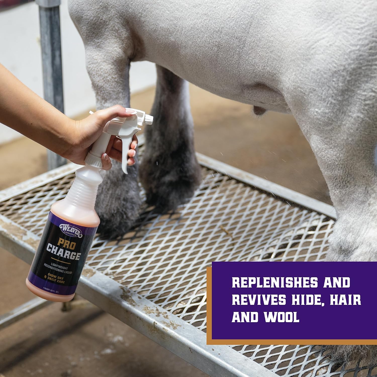 Weaver Livestock ProCharge conditioner for livestock hide hair and wool restoration