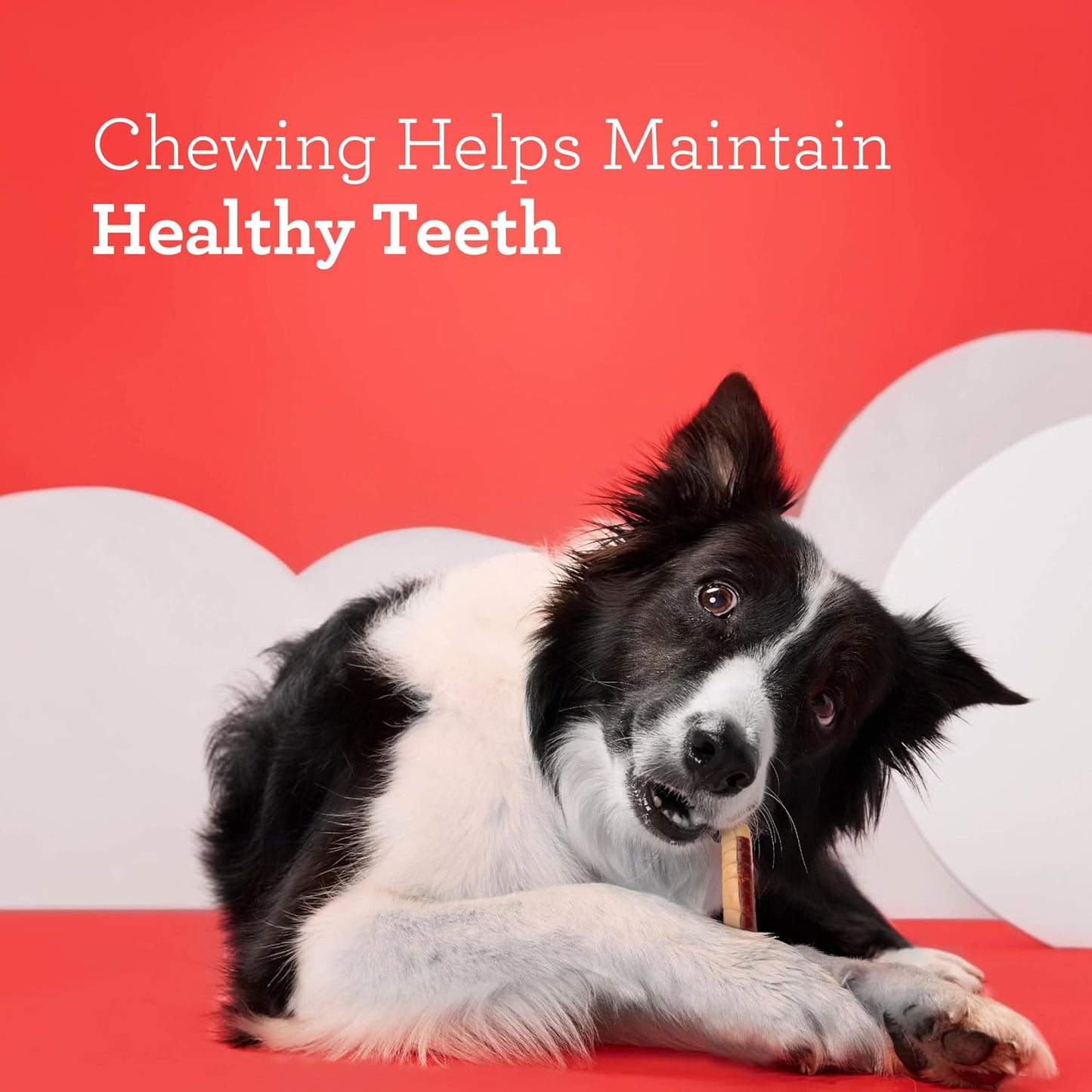 Authentic USA imported DreamBone mini dog sticks for dental health