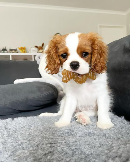 Textured puppy enrichment chew toy with ridges for tartar control