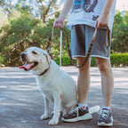 Tactical K9 walking leash with soft padded traffic handle for close safety control
