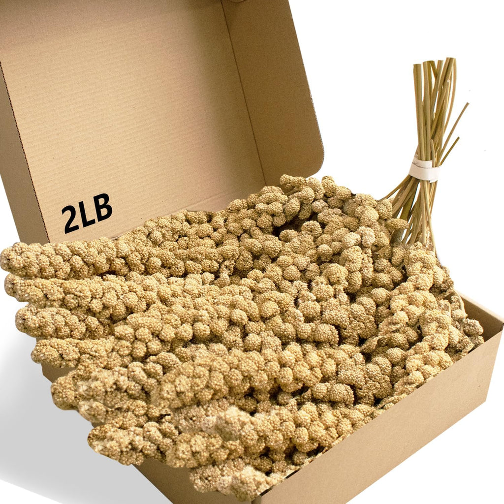 Assorted pet birds feeding on premium millet snack