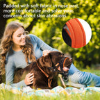 Dog wearing black fabric padded head halter for walking