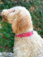 Comparison of Tuff Pupper collar strength and leather texture