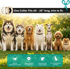 Flea and Tick Collar for Dogs 6 Pack, Natural Flea & Tick Prevention with Essential Oils, Waterproof Adjustable Dog Collar for Small Medium Large Dogs, Black & Gold - Image 7