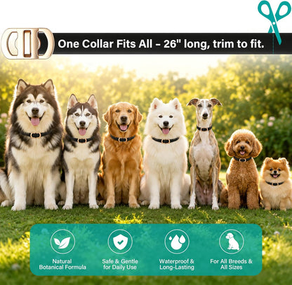 Flea and Tick Collar for Dogs 6 Pack, Natural Flea & Tick Prevention with Essential Oils, Waterproof Adjustable Dog Collar for Small Medium Large Dogs, Black & Gold - Image 7