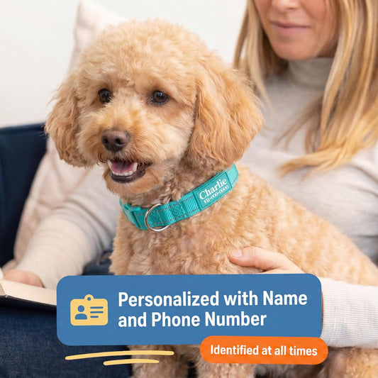 Close up of personalized dog collar with custom name text