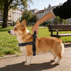 Dog wearing black Annchwool adjustable vest harness