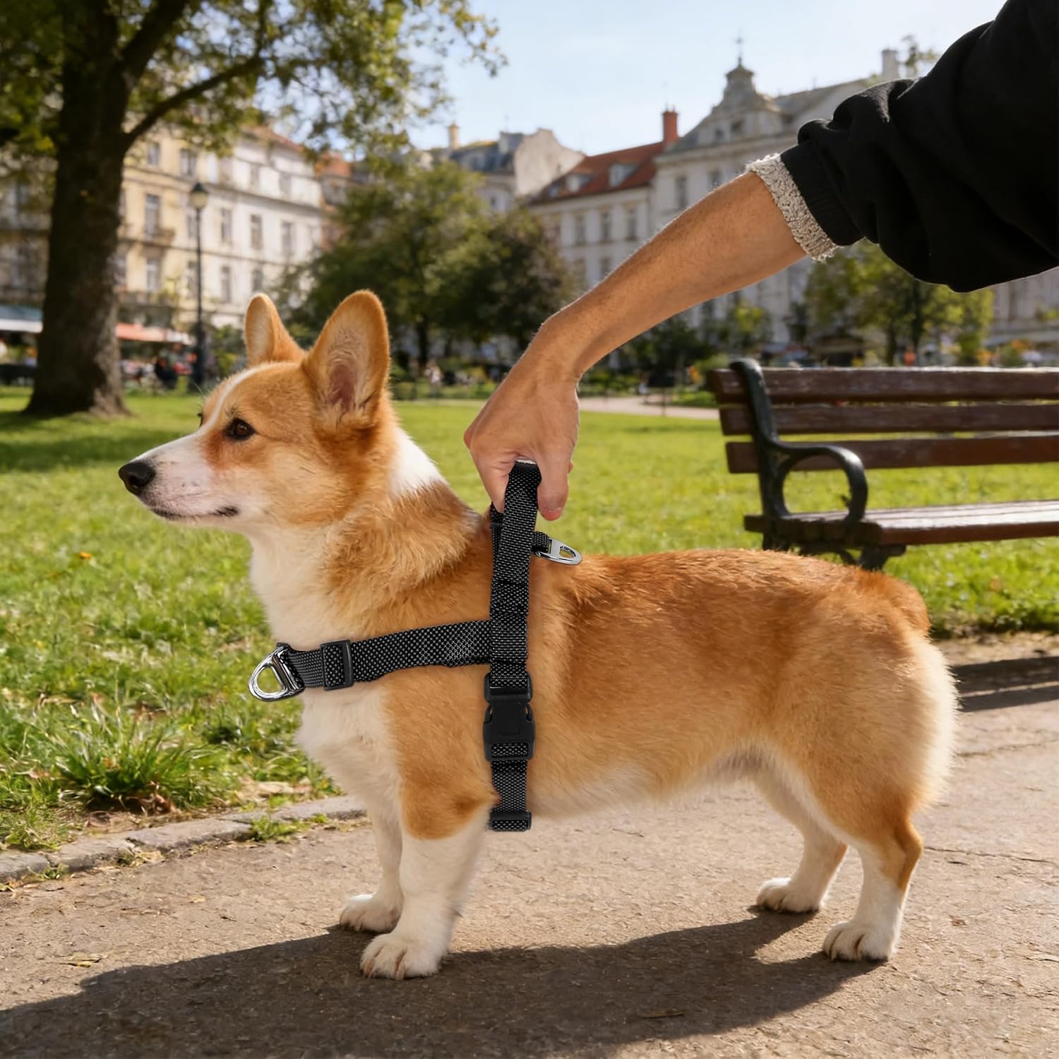 Dog wearing black Annchwool adjustable vest harness