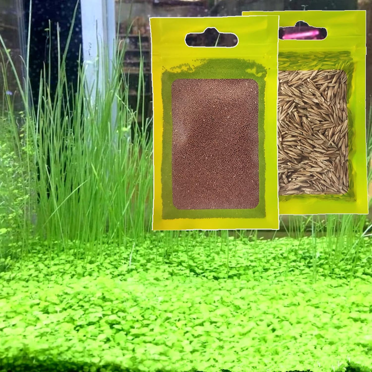 Yizimona live aquarium plant seeds front view package