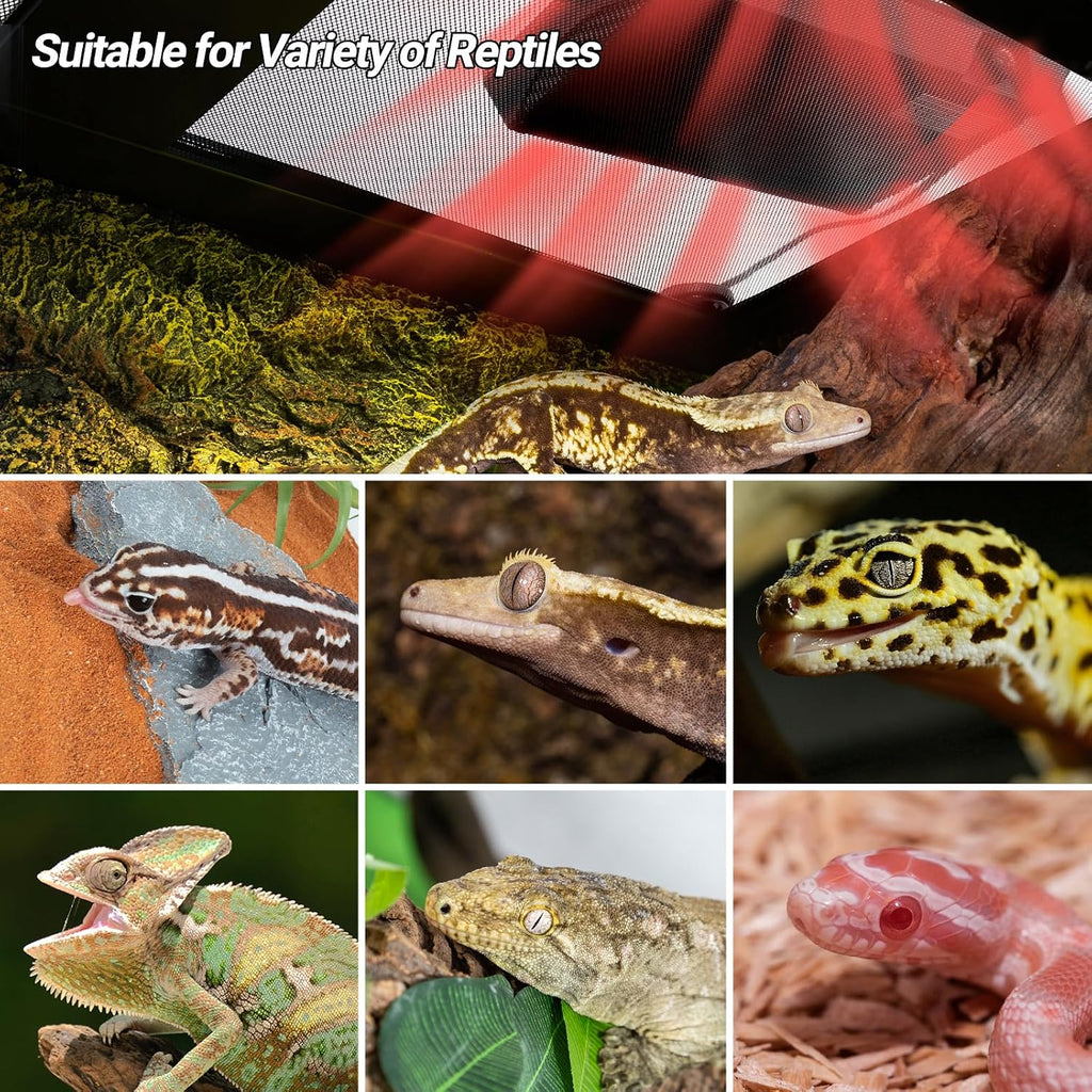 Repti Zoo terrarium heating equipment ready for enclosure use