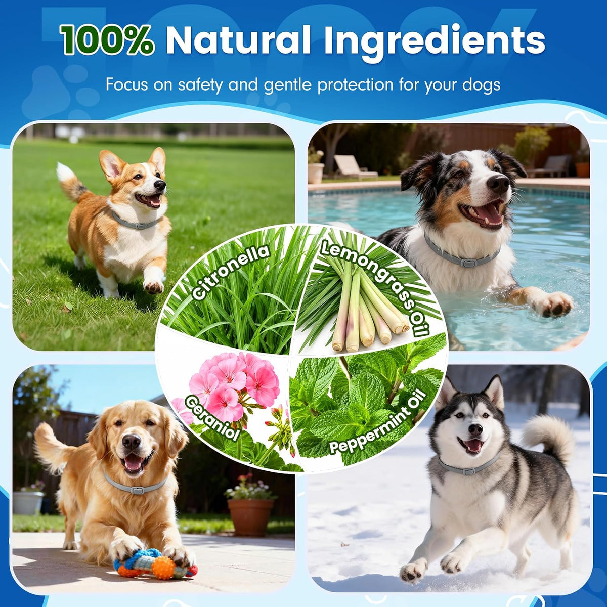 Waterproof dog pest prevention collar set