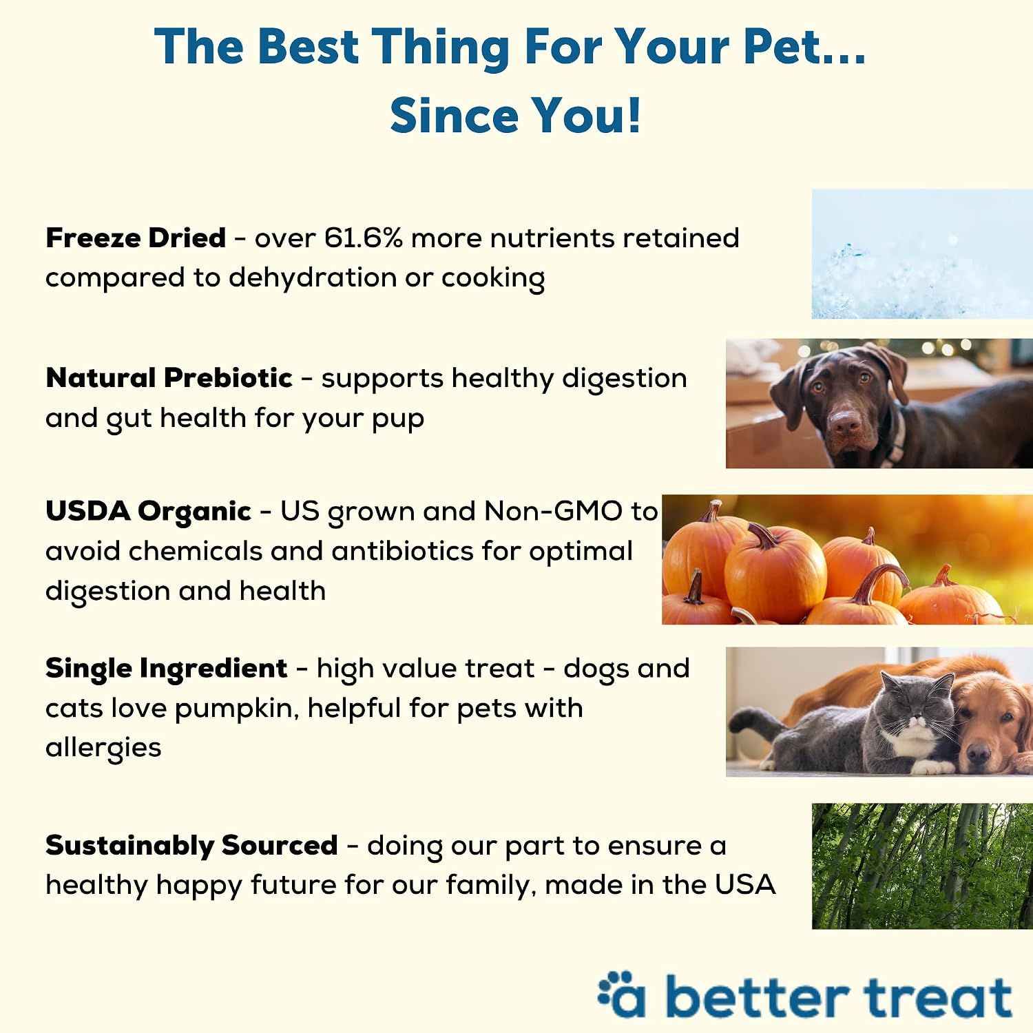 Close up view of low calorie freeze dried organic pumpkin treats for dogs and cats