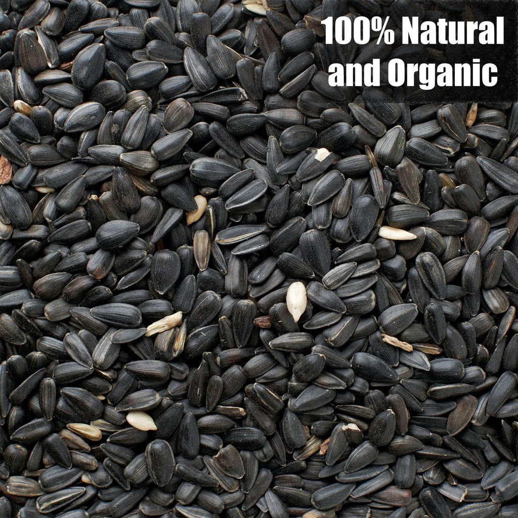 Close up of high-energy black oil sunflower seeds for birds